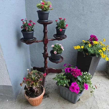 Deeranaei * Kraljevica