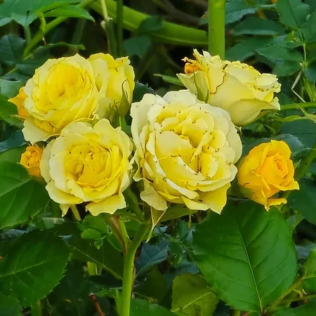 Deeranaei * Kraljevica