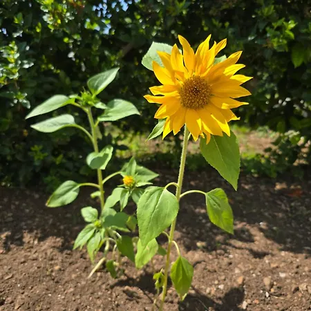 Deeranaei Appartement