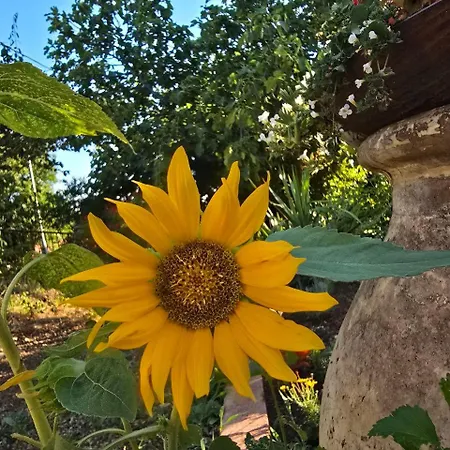 Deeranaei * Kraljevica