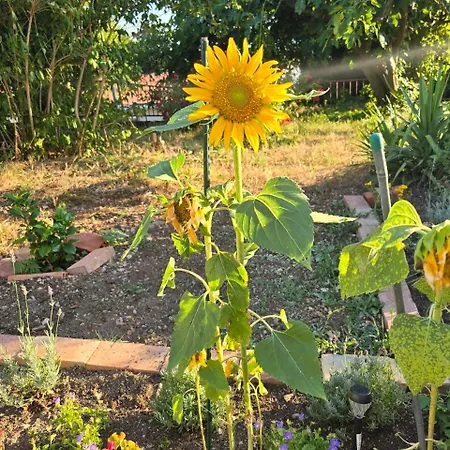 Appartement Deeranaei *