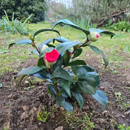 Deeranaei Daire Kraljevica