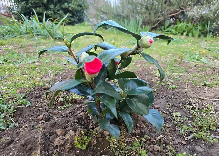 Deeranaei Daire Kraljevica